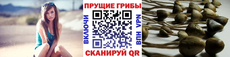 где найти   Южноуральск  Галлюциногенные грибы мицелий 